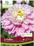 Bulb Package - Dahlia Exclusive