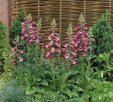Foxglove - Digitalis