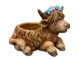 Highland Cow