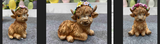 Highland Cow
