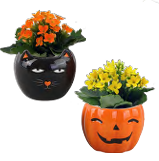 Hocus Pocus Arrangment