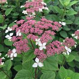 Hydrangea