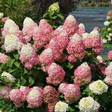 Hydrangea