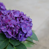 Hydrangea