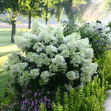 Hydrangea
