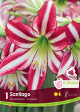 Amaryllis Bulb Package - Hippeastrum