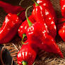 Pepper - Hot