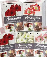 Amaryllis Nature's Bloom Gift Kit