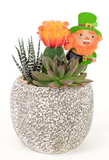 Mini Rock Garden