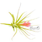 Air Plant - Tillandsia Leonamiama Stricta