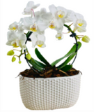 Orchid Infinity - Phalaenopsis