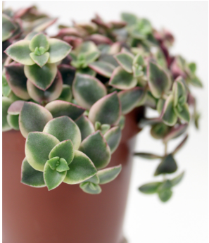 Jade Plant - Crassula marginalis