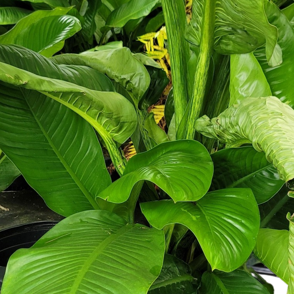 Dumb Cane Mary Alice - Dieffenbachia 'Mary Alice' – Family Flowers Inc