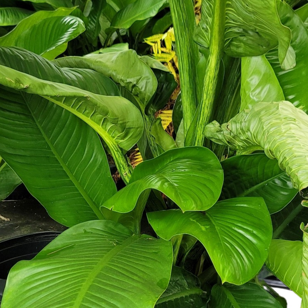 dieffenbachia maria Dumb Cane Mary Alice