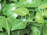 Perennial Ivy - Hedera helix