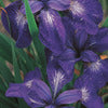 Siberian Iris - Iris sibirica