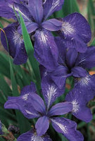 Siberian Iris - Iris sibirica