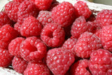 Raspberry Plants