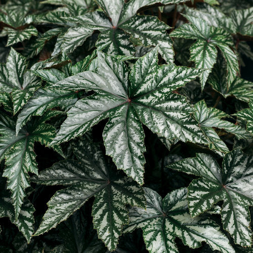 Begonia Pegasus Hybrid