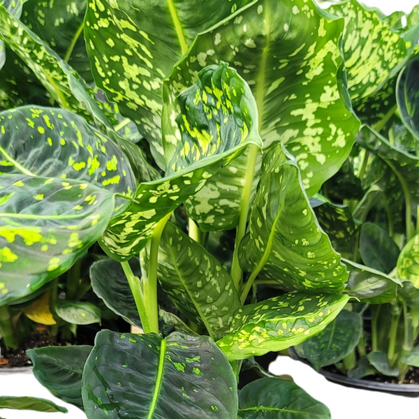 dieffenbachia reflector flower Dumb Cane Reflector