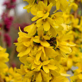 Forsythia