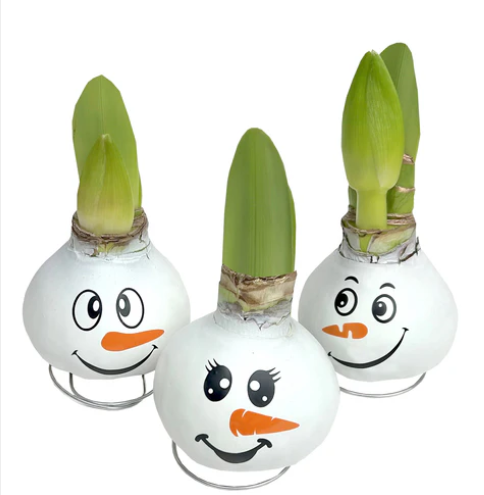 Amaryllis Snowman Face