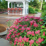 Spirea