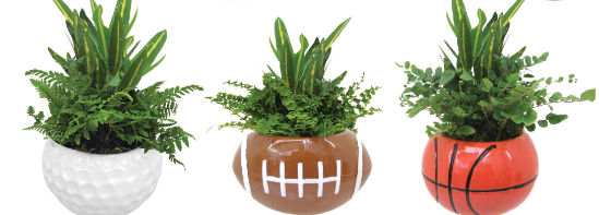 Sports Pack DishGarden