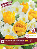 Bulb Package - Colourful Companions