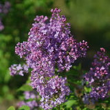 Lilac - Syringa