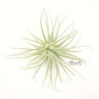 Air Plant - Tillandsia Tectorum