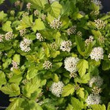 Ninebark - Physocarpus