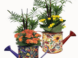 Watering Can Garden