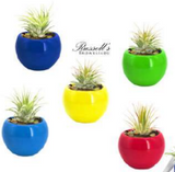 Bright Air Planters