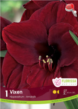 Amaryllis Bulb Package - Hippeastrum