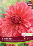 Bulb Package - Dahlia