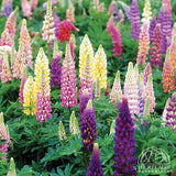 Lupine - Lupinus hybrid
