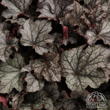 Coral Bells - Heuchera Villosa hybrid