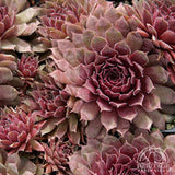 Hens+Chicks - Sempervivum