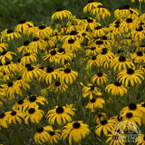 Black Eyed Susan - Rudbeckia fulgida