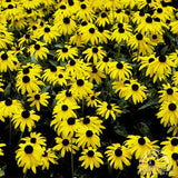 Black Eyed Susan - Rudbeckia fulgida