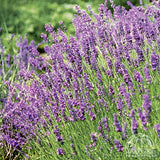 Lavender - Lavandula angustifolia