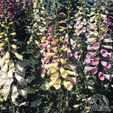 Foxglove - Digitalis