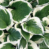 Plantain Lily - Hosta Specimen