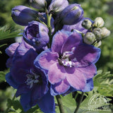 Larkspur - Delphinium