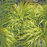 Hakone Grass - Hakonechloa