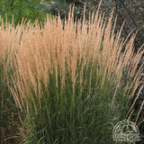 Feather Reed Grass - Calamagrostis acutiflora