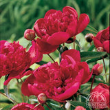 Garden Peony - Paeonia