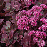 Sedum stonecrop