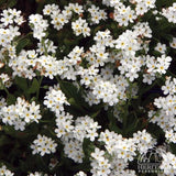 Forget Me Not - Myosotis sylvatica
